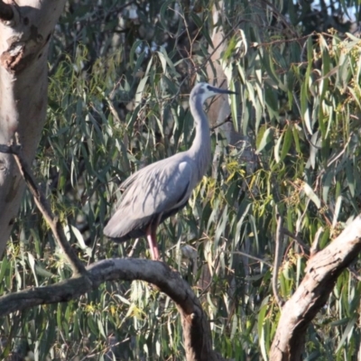 Egretta novaehollandiae (White-faced Heron) at Splitters Creek, NSW - 2 Nov 2020 by PaulF