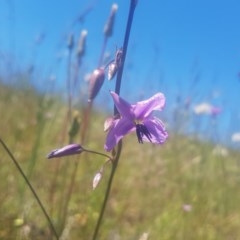 Arthropodium fimbriatum (Nodding Chocolate Lily) at Bullen Range - 7 Nov 2020 by Kristy