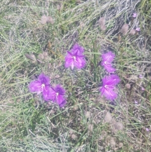 Thysanotus tuberosus subsp. tuberosus at Stromlo, ACT - 7 Nov 2020 12:51 PM