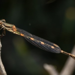 Austrolestes leda at Woodstock Nature Reserve - 10 Nov 2020