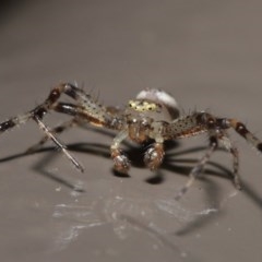 Australomisidia sp. (genus) (Flower spider) at Acton, ACT - 6 Nov 2020 by Tim L