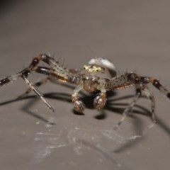 Australomisidia sp. (genus) (Flower spider) at Acton, ACT - 6 Nov 2020 by TimL