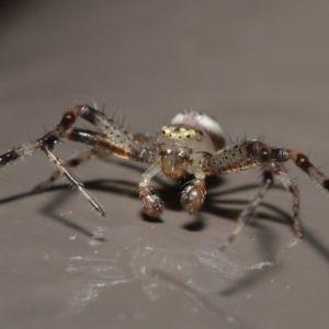 Australomisidia sp. (genus) at Acton, ACT - 6 Nov 2020 12:55 PM