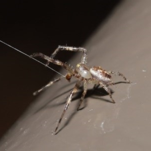 Australomisidia sp. (genus) at Acton, ACT - 6 Nov 2020