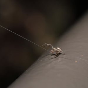 Australomisidia sp. (genus) at Acton, ACT - 6 Nov 2020