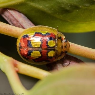 Paropsisterna nobilitata (Leaf beetle, Button beetle) at Holt, ACT - 9 Nov 2020 by Roger