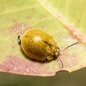 Paropsisterna cloelia at Holt, ACT - 10 Nov 2020 11:46 AM