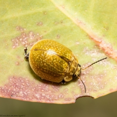 Paropsisterna cloelia (Eucalyptus variegated beetle) at Woodstock Nature Reserve - 10 Nov 2020 by Roger