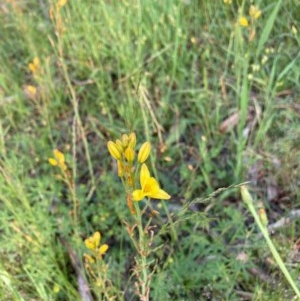 Bulbine sp. at Murrumbateman, NSW - 7 Nov 2020