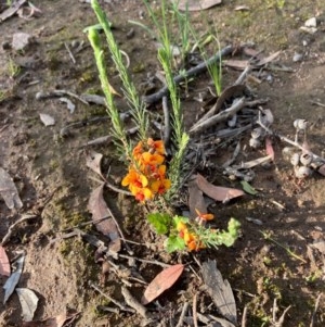 Dillwynia sp. at Murrumbateman, NSW - 7 Nov 2020