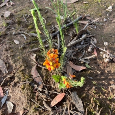 Dillwynia sp. at Murrumbateman, NSW - 6 Nov 2020 by Dannygaff