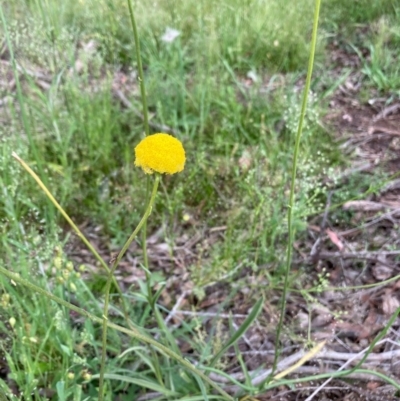 Craspedia variabilis (Common Billy Buttons) at Murrumbateman, NSW - 6 Nov 2020 by Dannygaff