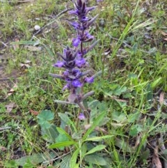 Ajuga australis (Austral Bugle) at Murrumbateman, NSW - 7 Nov 2020 by Dannygaff