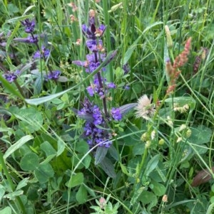 Ajuga australis at Murrumbateman, NSW - 7 Nov 2020