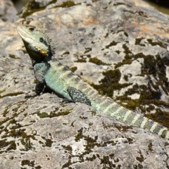 Intellagama lesueurii howittii (Gippsland Water Dragon) at Goobarragandra, NSW - 10 Nov 2020 by trevsci