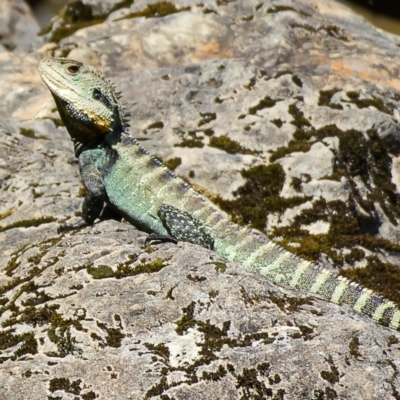 Intellagama lesueurii howittii (Gippsland Water Dragon) at Goobarragandra, NSW - 10 Nov 2020 by trevsci