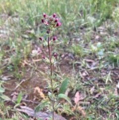Parentucellia latifolia (Red Bartsia) at Murrumbateman, NSW - 7 Nov 2020 by Dannygaff