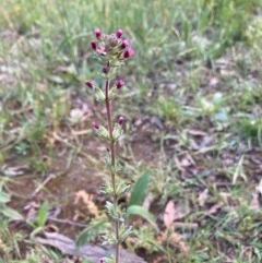 Parentucellia latifolia (Red Bartsia) at Murrumbateman, NSW - 6 Nov 2020 by Dannygaff