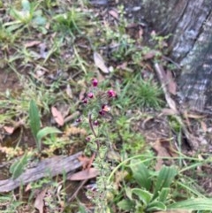 Parentucellia latifolia at Murrumbateman, NSW - 7 Nov 2020