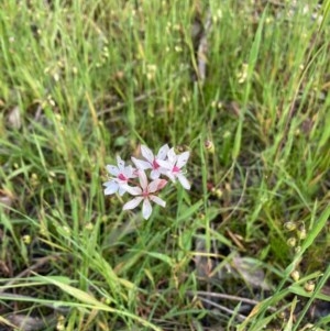 Burchardia umbellata at Murrumbateman, NSW - 7 Nov 2020