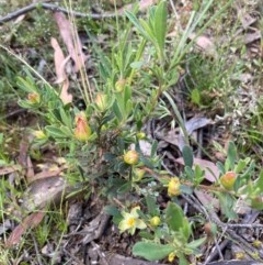 Hibbertia obtusifolia (Grey Guinea-flower) at Murrumbateman, NSW - 7 Nov 2020 by Dannygaff