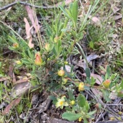 Hibbertia obtusifolia (Grey Guinea-flower) at Murrumbateman, NSW - 6 Nov 2020 by Dannygaff