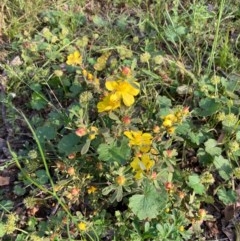 Hibbertia obtusifolia at Murrumbateman, NSW - 7 Nov 2020