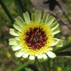 Tolpis barbata (Yellow Hawkweed) at Callum Brae - 8 Nov 2020 by RobParnell