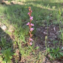 Stylidium graminifolium (grass triggerplant) at Murrumbateman, NSW - 7 Nov 2020 by Dannygaff