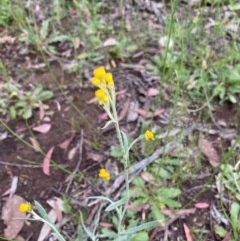 Chrysocephalum apiculatum (Common Everlasting) at Murrumbateman, NSW - 7 Nov 2020 by Dannygaff
