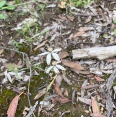 Caladenia cucullata (Lemon Caps) at Murrumbateman, NSW - 7 Nov 2020 by Dannygaff