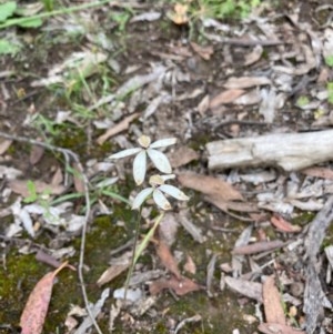 Caladenia cucullata at Murrumbateman, NSW - suppressed