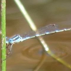 Austrolestes leda (Wandering Ringtail) at Callum Brae - 8 Nov 2020 by RobParnell