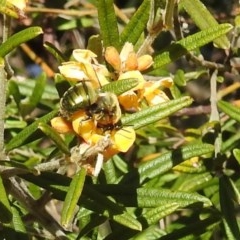 Xylocopa (Lestis) aerata (Golden-Green Carpenter Bee) at Acton, ACT - 10 Nov 2020 by HelenCross