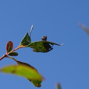 Acrodipsas myrmecophila at suppressed - 10 Nov 2020