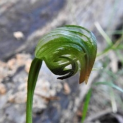 Pterostylis nutans (Nodding Greenhood) at Paddys River, ACT - 10 Nov 2020 by JohnBundock