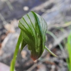 Pterostylis nutans at Paddys River, ACT - 10 Nov 2020