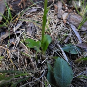 Pterostylis nutans at Paddys River, ACT - 10 Nov 2020