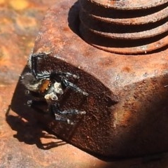 Maratus griseus (Jumping spider) at Lions Youth Haven - Westwood Farm A.C.T. - 8 Nov 2020 by HelenCross