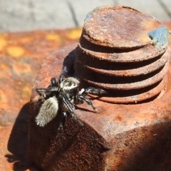 Maratus griseus at Kambah, ACT - 8 Nov 2020