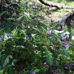 Solanum cinereum (Narrawa Burr) at Mount Mugga Mugga - 10 Nov 2020 by Mike