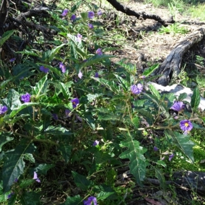 Solanum cinereum (Narrawa Burr) at Symonston, ACT - 10 Nov 2020 by Mike