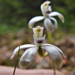 Caladenia moschata (Musky Caps) at Tidbinbilla Nature Reserve - 10 Nov 2020 by JohnBundock