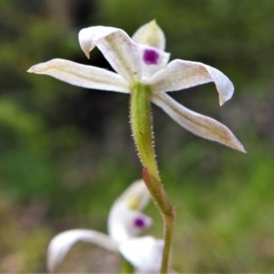 Caladenia moschata at Paddys River, ACT - suppressed