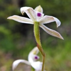 Caladenia moschata at Paddys River, ACT - 10 Nov 2020