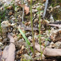 Caladenia moschata at Paddys River, ACT - suppressed