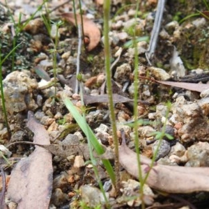 Caladenia moschata at Paddys River, ACT - suppressed