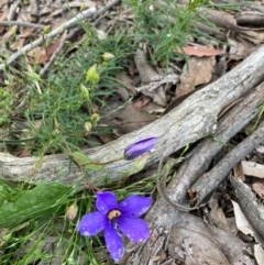 Cheiranthera linearis (Finger Flower) at Murrumbateman, NSW - 6 Nov 2020 by Dannygaff