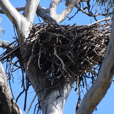 Aquila audax (Wedge-tailed Eagle) at Mount Mugga Mugga - 10 Nov 2020 by Mike