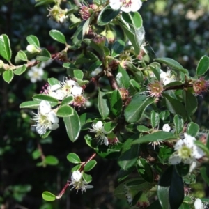 Cotoneaster pannosus at Symonston, ACT - 10 Nov 2020 03:22 PM